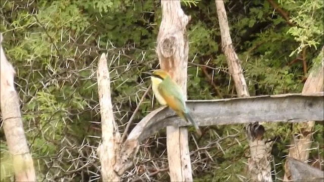Rainbow Bee-eater - ML201718471