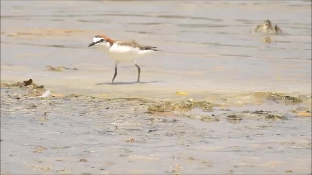 Red-capped Plover - ML201718491