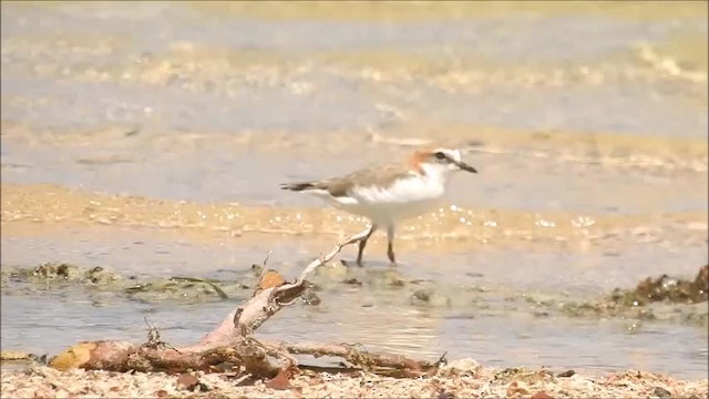 Red-capped Plover - ML201718501
