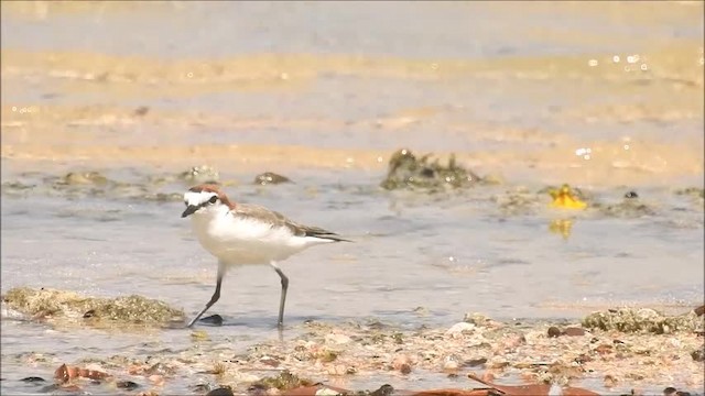 Red-capped Plover - ML201718521