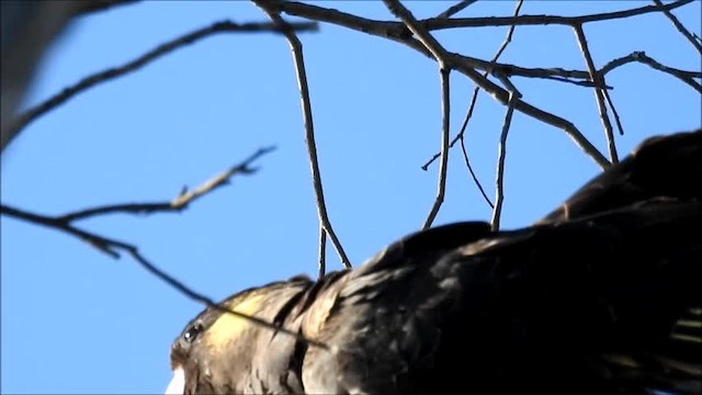 Yellow-tailed Black-Cockatoo - ML201718691
