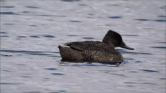 Freckled Duck - ML201718771