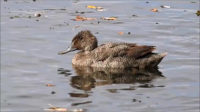 Freckled Duck - ML201718781