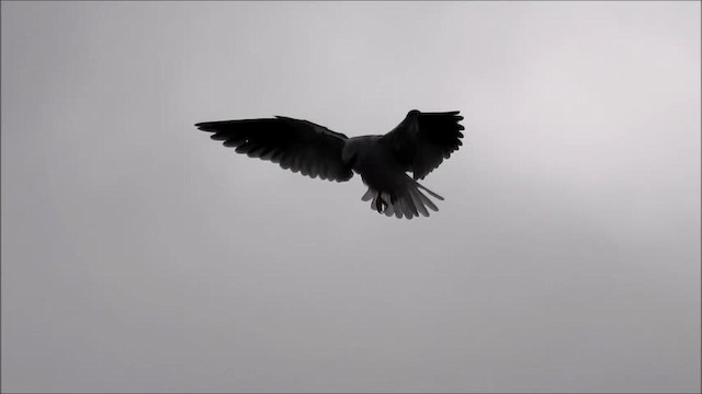 Black-shouldered Kite - ML201718821
