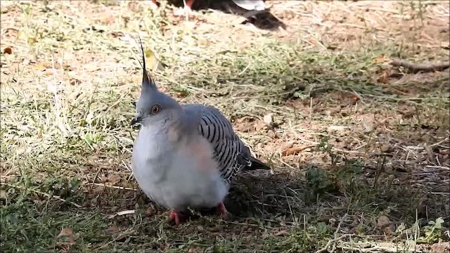 Crested Pigeon - ML201718841