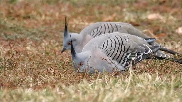 Crested Pigeon - ML201718861