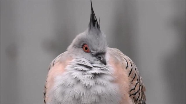 Crested Pigeon - ML201718891