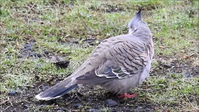 Crested Pigeon - ML201718911