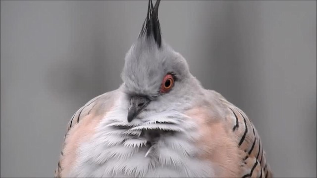 holub chocholatý - ML201718921