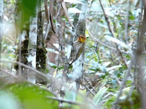 Yellow-throated Woodpecker - ML201718971