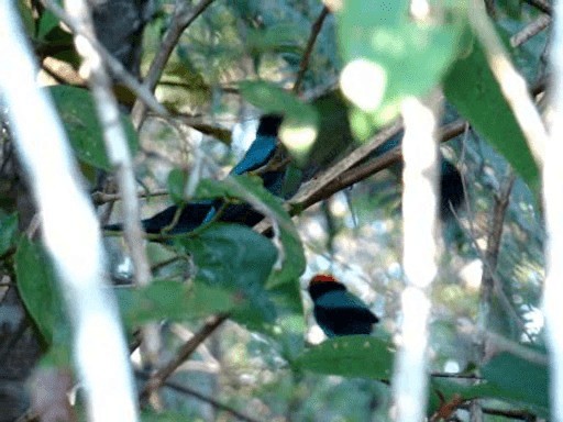 Swallow-tailed Manakin - ML201719021