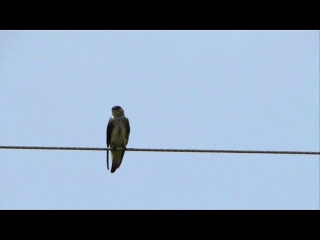 Brown-chested Martin - ML201719401