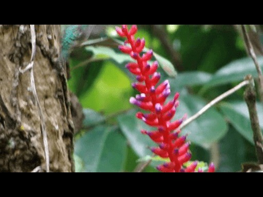 kolibřík pralesní - ML201719521
