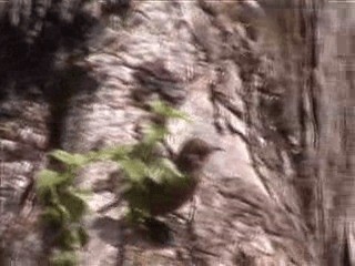 Rufous Treecreeper - ML201719601