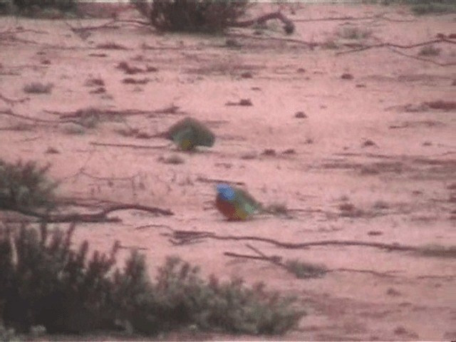 Красногрудый травяной попугайчик - ML201719911