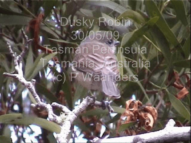 Petroica de Tasmania - ML201719931