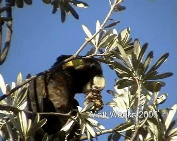 Yellow-tailed Black-Cockatoo - ML201720141