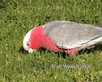kakadu růžový - ML201720161