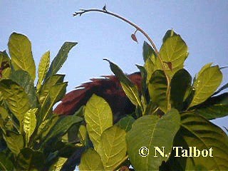褐翅鴉鵑(sinensis群) - ML201720361