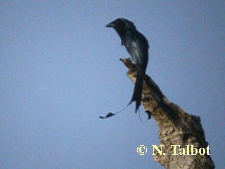 Greater Racket-tailed Drongo - ML201720371