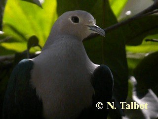 Green Imperial-Pigeon (Green) - ML201720521