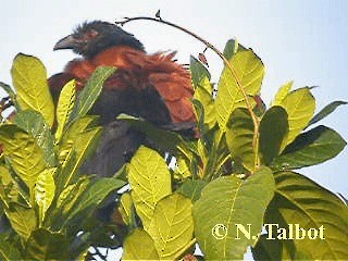 Greater Coucal (Greater) - ML201720601
