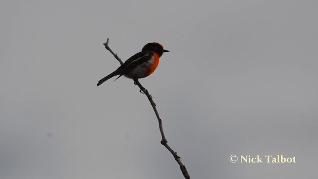 Red-capped Robin - ML201721021