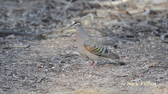 Common Bronzewing - ML201721121