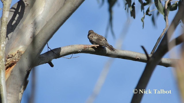 Brush Cuckoo (Australasian) - ML201721251
