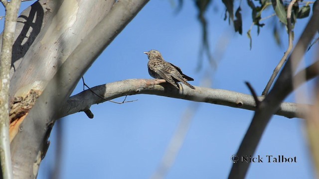 Brush Cuckoo (Australasian) - ML201721261