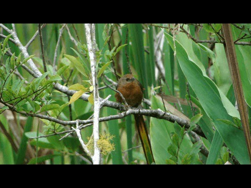 Orange-breasted Thornbird - ML201721501