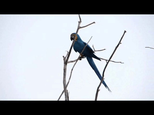 Blue-and-yellow Macaw - ML201721821