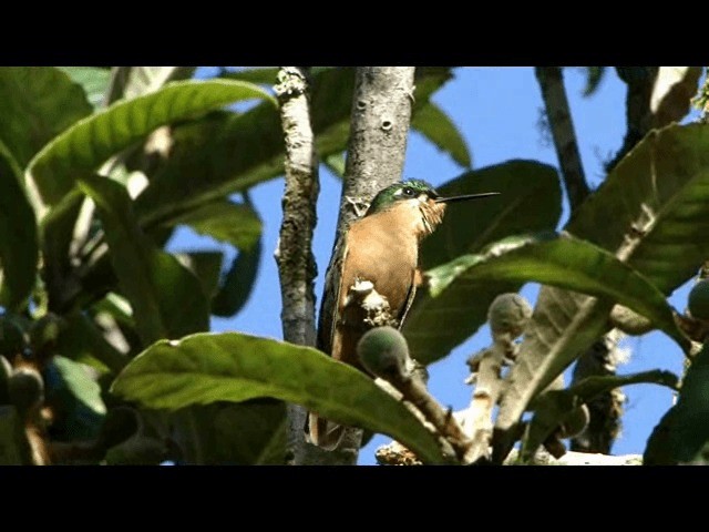 kolibřík brazilský - ML201721881