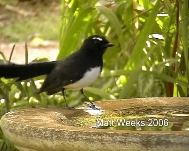Willie-wagtail - ML201721921