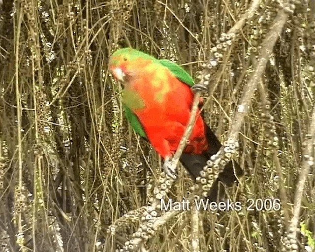 Australian King-Parrot - ML201721991