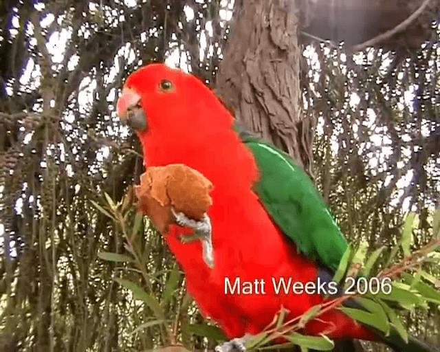 Australian King-Parrot - ML201722001
