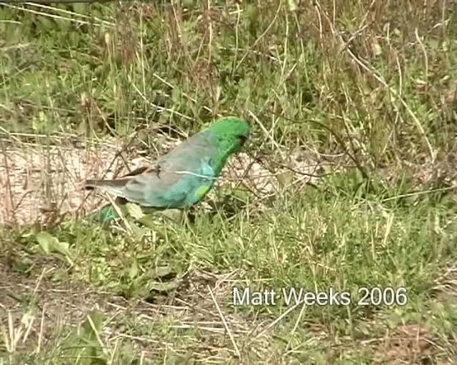 Red-rumped Parrot - ML201722031