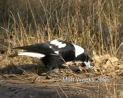 Australian Magpie (Black-backed) - ML201722121
