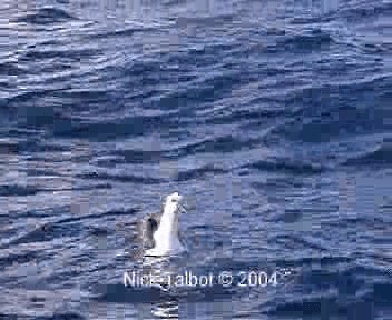 Yellow-nosed Albatross (Indian) - ML201722461