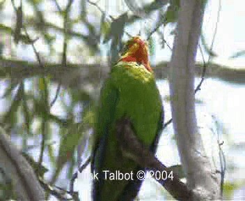 Superb Parrot - ML201722491