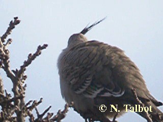 Crested Pigeon - ML201722541