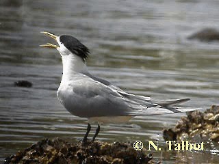 Great Crested Tern - ML201722791