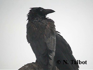 Torresian Crow - ML201722871