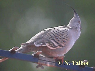 Crested Pigeon - ML201722921