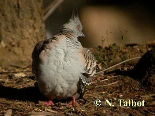 Crested Pigeon - ML201722991