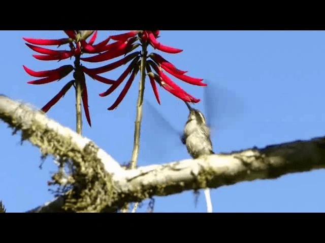 kolibřík šupinkohrdlý - ML201723551