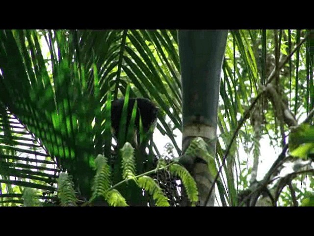 Black-fronted Piping-Guan - ML201723841