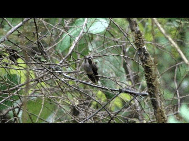 Тёмногорлый колибри-отшельник - ML201723881