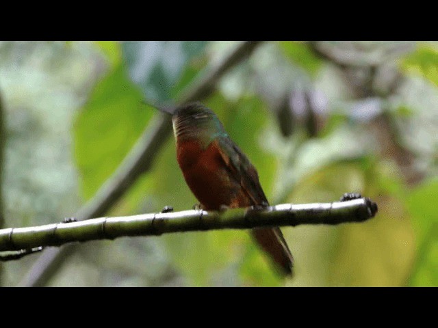 kolibřík peruánský - ML201723981
