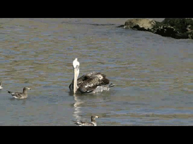 pelikán chilský - ML201724101